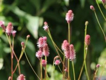 Hoher Wiesenknopf &#8218;Pink Elephant&#8216;, Sanguisorba tenuifolia &#8218;Pink Elephant&#8216;, Topfware