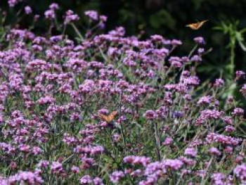 Hohes Eisenkraut &#8218;Lollipop&#8216;, Verbena bonariensis &#8218;Lollipop&#8216;, Topfware