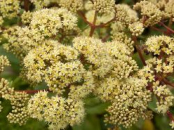 Hohes Fettblatt &#8218;Hab Gray&#8216;, Sedum telephium &#8218;Hab Gray&#8216;, Topfware