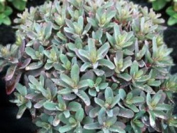 Hohes Fettblatt &#8218;Marina&#8216;, Sedum telephium &#8218;Marina&#8216;, Topfware