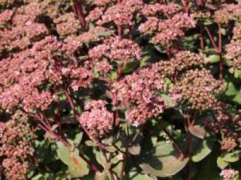 Hohes-Fettblatt 'Matrona', Sedum telephium 'Matrona', Topfware