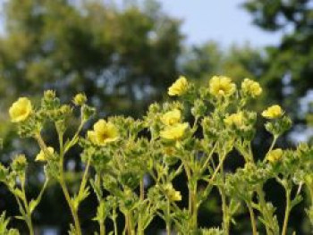 Hohes Fingerkraut 'Sulphurea', Potentilla recta 'Sulphurea', Topfware
