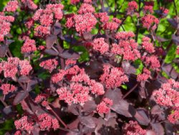 Hohes Herbst-Fettblatt &#8218;Chocoloate Cherry&#8216;, Sedum telephium &#8218;Chocolate Cherry&#8216;, Topfware