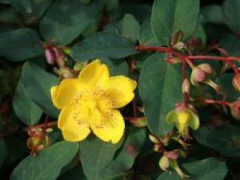 Hohes Johanniskraut, Hypericum moserianum, Containerware