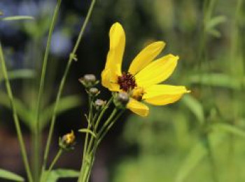 Hohes Mädchenauge, Coreopsis tripteris, Topfware