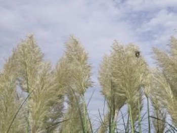 Hohes Pampasgras 'Esperanta' ®, Cortaderia selloana 'Esperanta' ®, Containerware