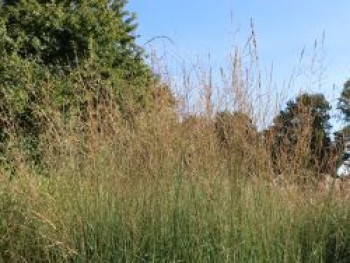 Hohes Pfeifengras &#8218;Windspiel&#8216;, Molinia arundinacea &#8218;Windspiel&#8216;, Topfware