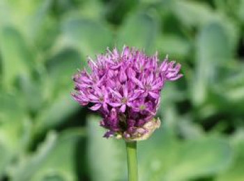 Holland-Lauch, Allium aflatunense, Topfware