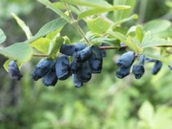 Honigbeere / Sibirische Blaubeere &#8218;Eisbär&#8216; ®, 40-60 cm, Lonicera kamtschatica &#8218;Eisbär&#8216; ®, Containerware