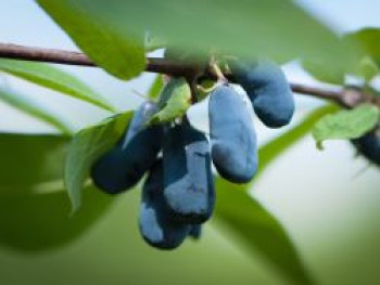 Honigbeere / Sibirische Blaubeere &#8218;Kalinka&#8216; ®, 30-40 cm, Lonicera kamtschatica &#8218;Kalinka&#8216; ®, Containerware