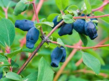 Honigbeere / Sibirische Blaubeere &#8218;Myberry ® Bee&#8216;, 30-40 cm, Lonicera kamtschatica &#8218;Myberry ® Bee&#8216;, Containerware