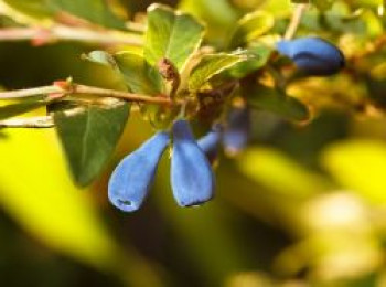 Honigbeere / Sibirische Blaubeere &#8218;Myberry Farm&#8216;, 30-40 cm, Lonicera kamtschatica &#8218;Myberry Farm&#8216;, Containerware