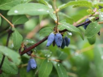 Honigbeere / Sibirische Blaubeere &#8218;Myberry Sweet&#8216;, Lonicera kamtschatica &#8218;Myberry Sweet&#8216;, Topfware