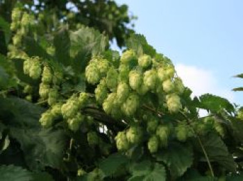 Hopfen, Humulus lupulus, Containerware