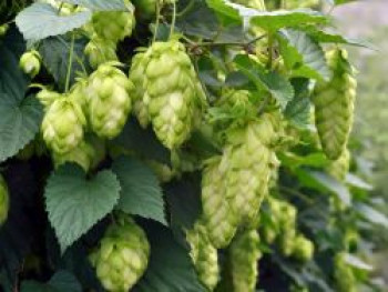 Hopfen &#8218;Magnum&#8216;, Humulus lupulus &#8218;Magnum&#8216;, Containerware