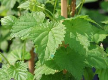 Hopfen 'Pioneer', Humulus lupulus 'Pioneer', Containerware