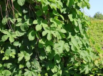 Hopfen 'Pure', Humulus lupulus 'Pure', Containerware