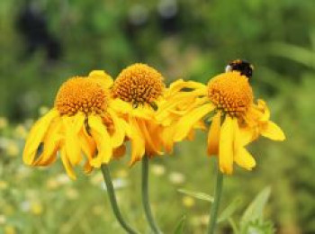 Hoppes Sonnenbraut, Helenium hoopesii, Topfware