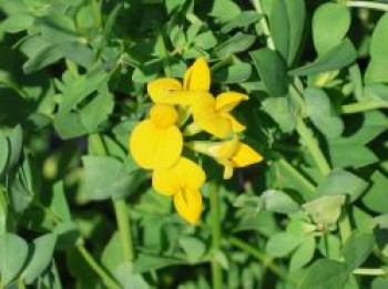 Hornklee, Lotus corniculatus, Topfware