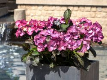 Hortensie 'Black Diamonds' ®, Hydrangea macrophylla 'Black Diamonds' ®, Containerware