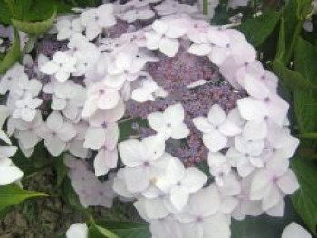 Hortensie 'Cloudi', 30-40 cm, Hydrangea serrata 'Cloudi', Containerware