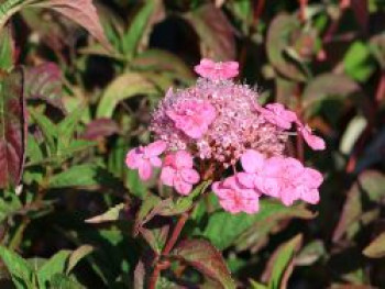 Hortensie 'Mont Aso', 15-20 cm, Hydrangea serrata 'Mont Aso', Containerware