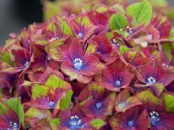 Ballhortensie &#8218;Schloss Wackerbarth&#8216; Saxon ®, 30-40 cm, Hydrangea macrophylla &#8218;Schloss Wackerbarth&#8216; Saxon ®, Containerware