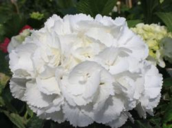 Ballhortensie &#8218;Schneeball&#8216; ®, 20-30 cm, Hydrangea macrophylla &#8218;Schneeball&#8216; ®, Containerware