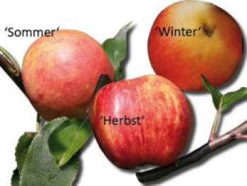 Familienbaum Apfel &#8218;3 verschiedene Sorten&#8216;, Stamm 40-60 cm, 120-160 cm, z. B. Sommer-, Herbst-, Winterapfel, Containerware