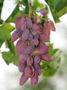 Weintraube &#8218;Souvenir&#8216; ® / &#8218;Datteltraube&#8216;, 80-100 cm, Vitis &#8218;Souvenir&#8216; ® / &#8218;Datteltraube&#8216;, Containerware