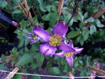 Clematis 'Exciting', 60-100 cm, Containerware