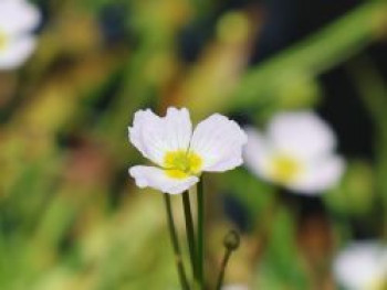 Igelschlauch, Baldellia ranunculoides, Topfware