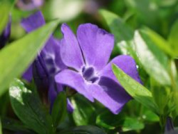 Immergrün &#8218;Grüner Teppich&#8216;, Vinca minor &#8218;Grüner Teppich&#8216;, Topfware