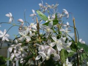 Immergrüne Clematis &#8218;Appleblossom&#8216;, 100-150 cm, Clematis armandii &#8218;Appleblossom&#8216;, Containerware