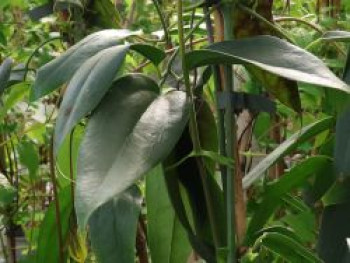 Immergrüne Clematis 'Enham Star', 60-100 cm, Clematis armandii 'Enham Star', Containerware