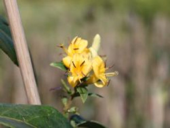 Immergrüne Geißschlinge 'Copper Beauty', 100-150 cm, Lonicera henryi 'Copper Beauty', Containerware