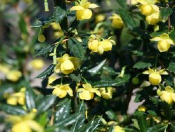 Immergrüne Kissen-Berberitze &#8218;Jytte&#8216;, 20-25 cm, Berberis candidula &#8218;Jytte&#8216;, Containerware