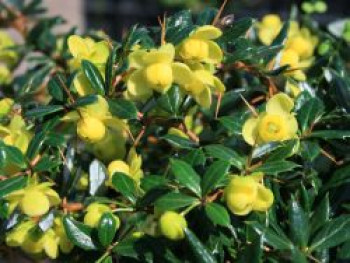 Immergrüne Kugelberberitze &#8218;Amstelveen&#8216;, 30-40 cm, Berberis frikartii &#8218;Amstelveen&#8216;, Containerware