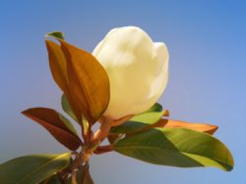 Immergrüne Magnolie 'Galissoniere', 100-125 cm, Magnolia grandiflora 'Galissoniere', Containerware