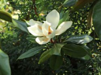 Immergrüne Magnolie, 40-60 cm, Magnolia grandiflora, Containerware