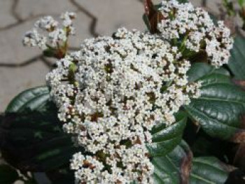 Immergrüner Kissen-Schneeball, 20-25 cm, Viburnum davidii, Containerware