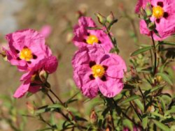 Immergrüne Zistrose, Cistus purpureus, Containerware