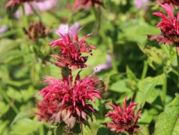 Indianernessel &#8218;Adam&#8216;, Monarda fistulosa &#8218;Adam&#8216;, Topfware