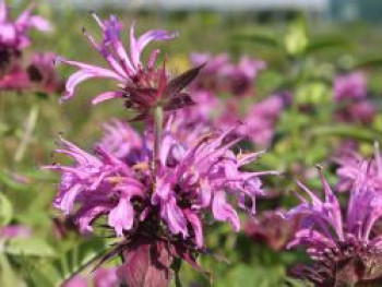 Indianernessel &#8218;Aquarius&#8216;, Monarda fistulosa &#8218;Aquarius&#8216;, Topfware