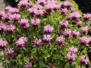 Indianernessel &#8218;Beauty of Cobham&#8216;, Monarda fistulosa &#8218;Beauty of Cobham&#8216;, Topfware