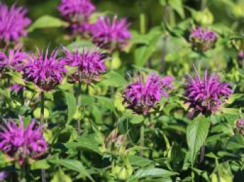 Indianernessel &#8218;Blaustrumpf&#8216;, Monarda fistulosa &#8218;Blaustrumpf&#8216;, Topfware