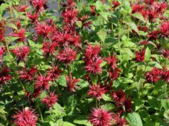 Indianernessel &#8218;Cambridge Scarlet&#8216;, Monarda fistulosa &#8218;Cambridge Scarlet&#8216;, Topfware