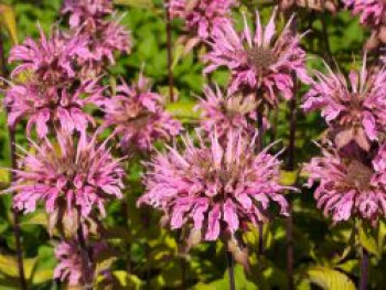 Indianernessel &#8218;Croftway Pink&#8216;, Monarda fistulosa &#8218;Croftway Pink&#8216;, Topfware