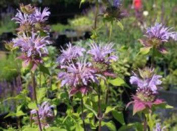 Indianernessel &#8218;Elsie&#8217;s Lavender&#8216;, Monarda fistulosa &#8218;Elsie&#8217;s Lavender&#8216;, Topfware