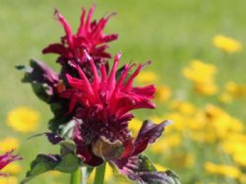 Indianernessel &#8218;Fireball&#8216; ®, Monarda didyma &#8218;Fireball&#8216; ®, Topfware